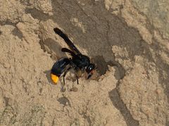 Synagris