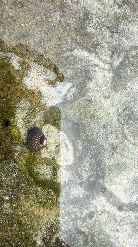 Tegula gallina observed 2026-10-11
