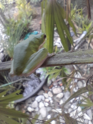 Eastern Dwarf Tree Frog