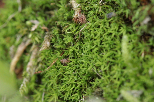 Bryoerythrophyllum recurvirostrum observed 2026-09-19