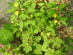 Oxalis frutescens