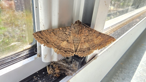 Lawson's Night Moth