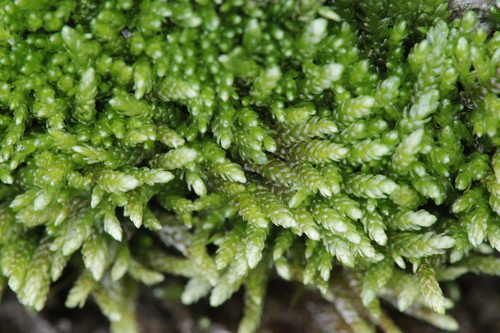 Rhynchostegium murale, 2026-09-19