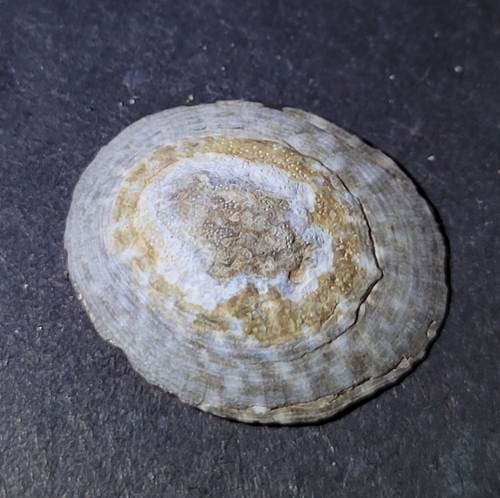 Lottia scutum observed 2026-10-12