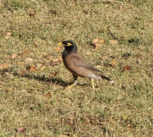Common Myna