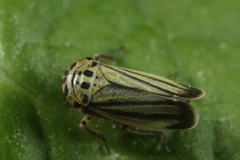 Handianus flavovarius