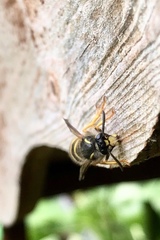 Dolichovespula sylvestris