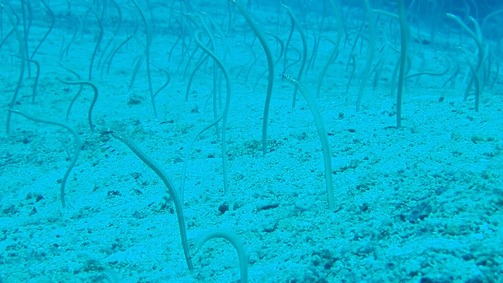 Whitespotted garden eel