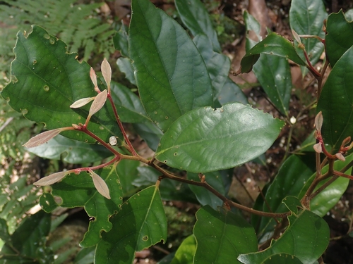 Endiandra observed 2026-10-11