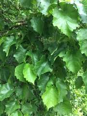 Corylus colurna