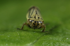 Handianus flavovarius