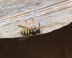 Dolichovespula sylvestris