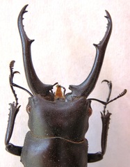 Hexarthrius vitalisi