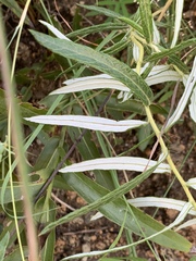 Berkheya zeyheri