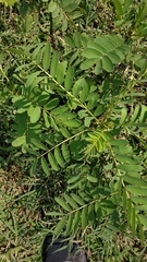Senna didymobotrya