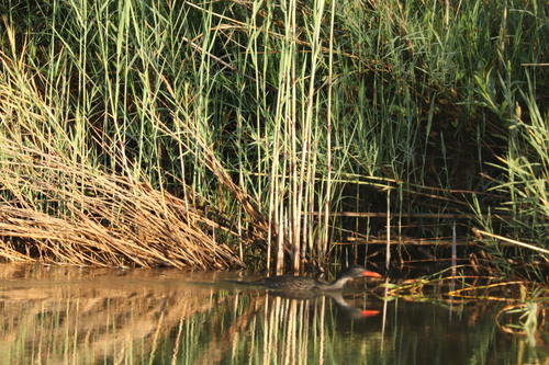 iNaturalist image