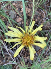 Berkheya zeyheri