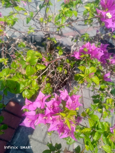 Bougainvillea glabra observed 2026-10-13