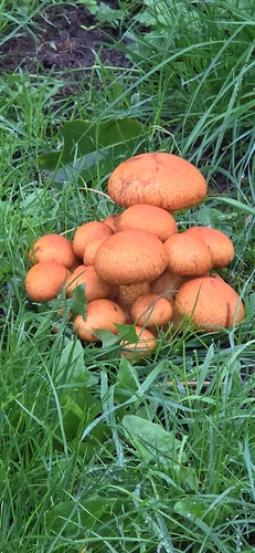 Spectacular Rustgill