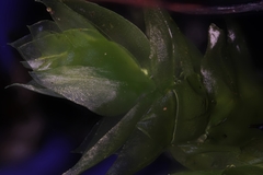 Rhynchostegium aquaticum