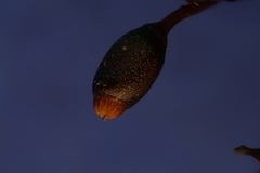 Rhynchostegium aquaticum