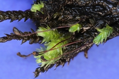 Rhynchostegium aquaticum