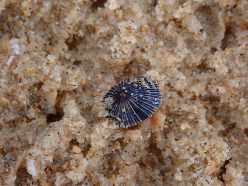 Siphonaria funiculata observed 2026-10-13