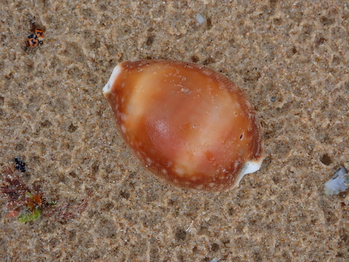 Cypraea vitellus observed 2026-10-13