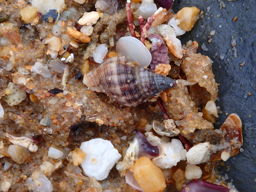 Agnewia tritoniformis observed 2026-10-13