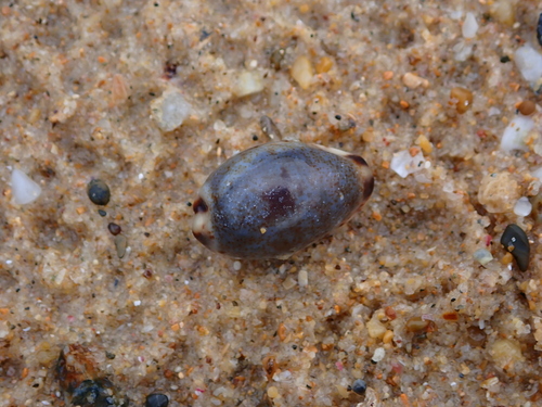 Cypraea gracilis observed 2026-10-13