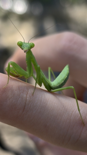 Giant Asian Mantis