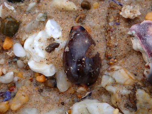 Erronea xanthodon observed 2026-10-13