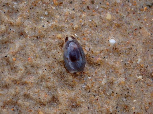 Cypraea gracilis observed 2026-10-13