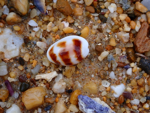 Palmadusta asellus observed 2026-10-13