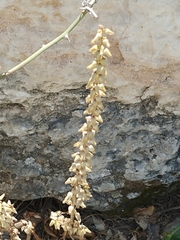 Umbilicus intermedius