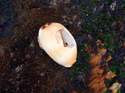 Cypraea isabella observed 2026-10-13