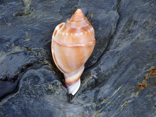 Phalium bandatum observed 2026-10-13