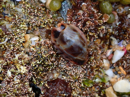 Erronea xanthodon observed 2026-10-13