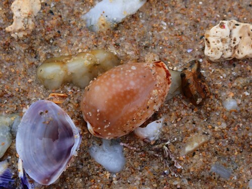 Cypraea labrolineata observed 2026-10-13