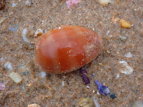 Cypraea carneola observed 2026-10-13