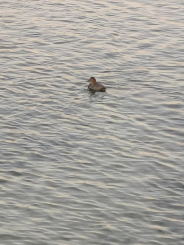 Common Pochard