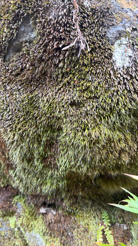 Bryoxiphium japonicum observed 2026-10-13
