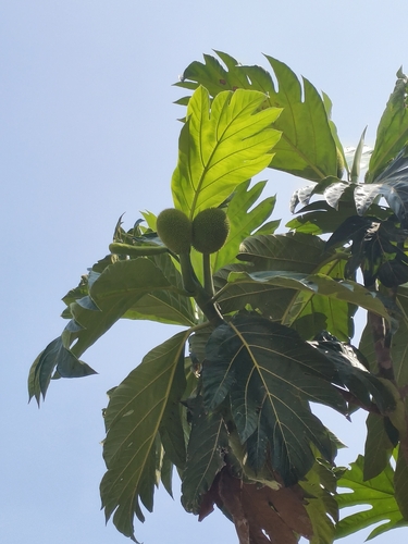 Artocarpus altilis observed 2026-10-13