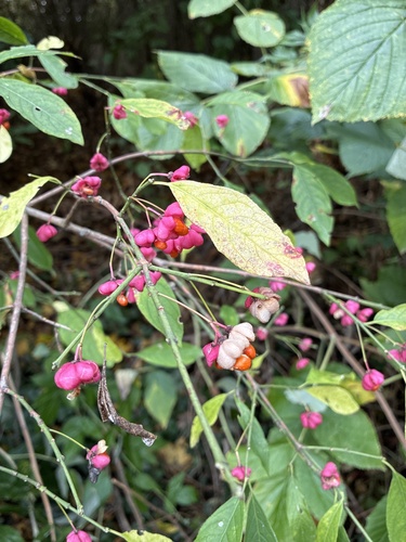Spindle