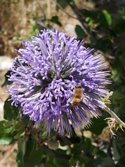 Echinops adenocaulos