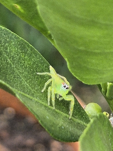 Green Jumping Spider
