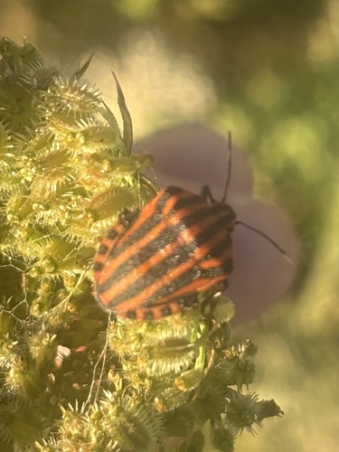 Continental Striped Shield Bug