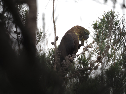 Glossy Black Cockatoo