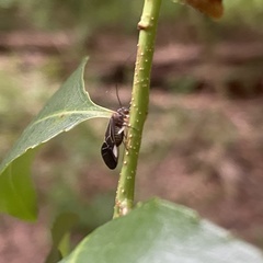 Cerastipsocus venosus