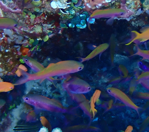 Luzonichthys observed 2025-12-02